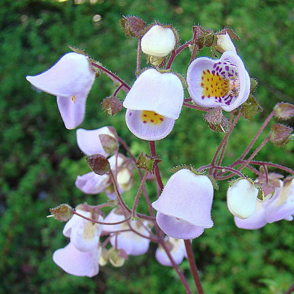 Jovellana violacea