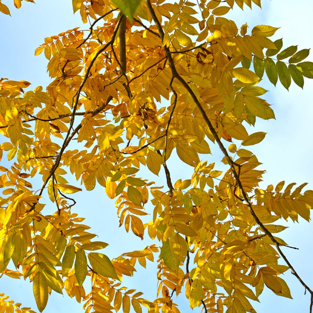 Nogueira-cinzenta - Juglans cinerea
