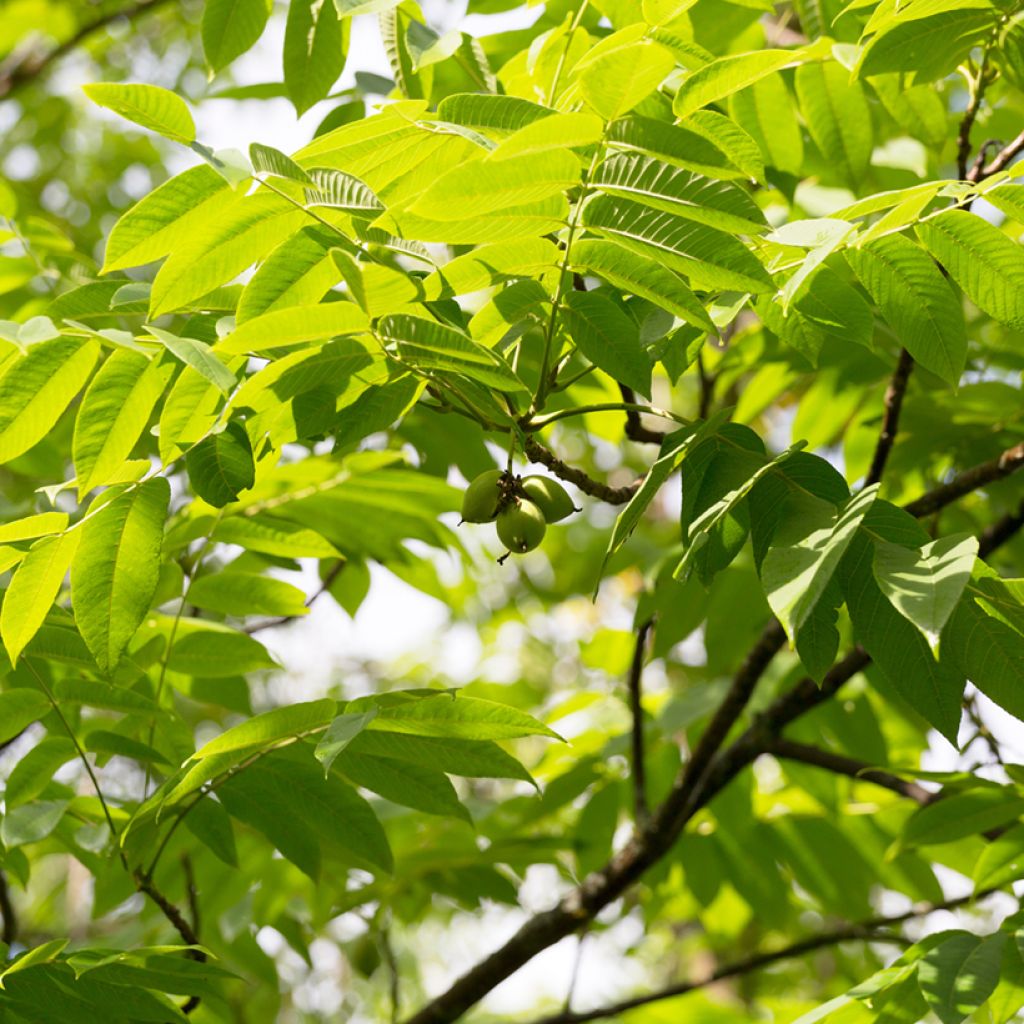 Nogueira-cinzenta - Juglans cinerea