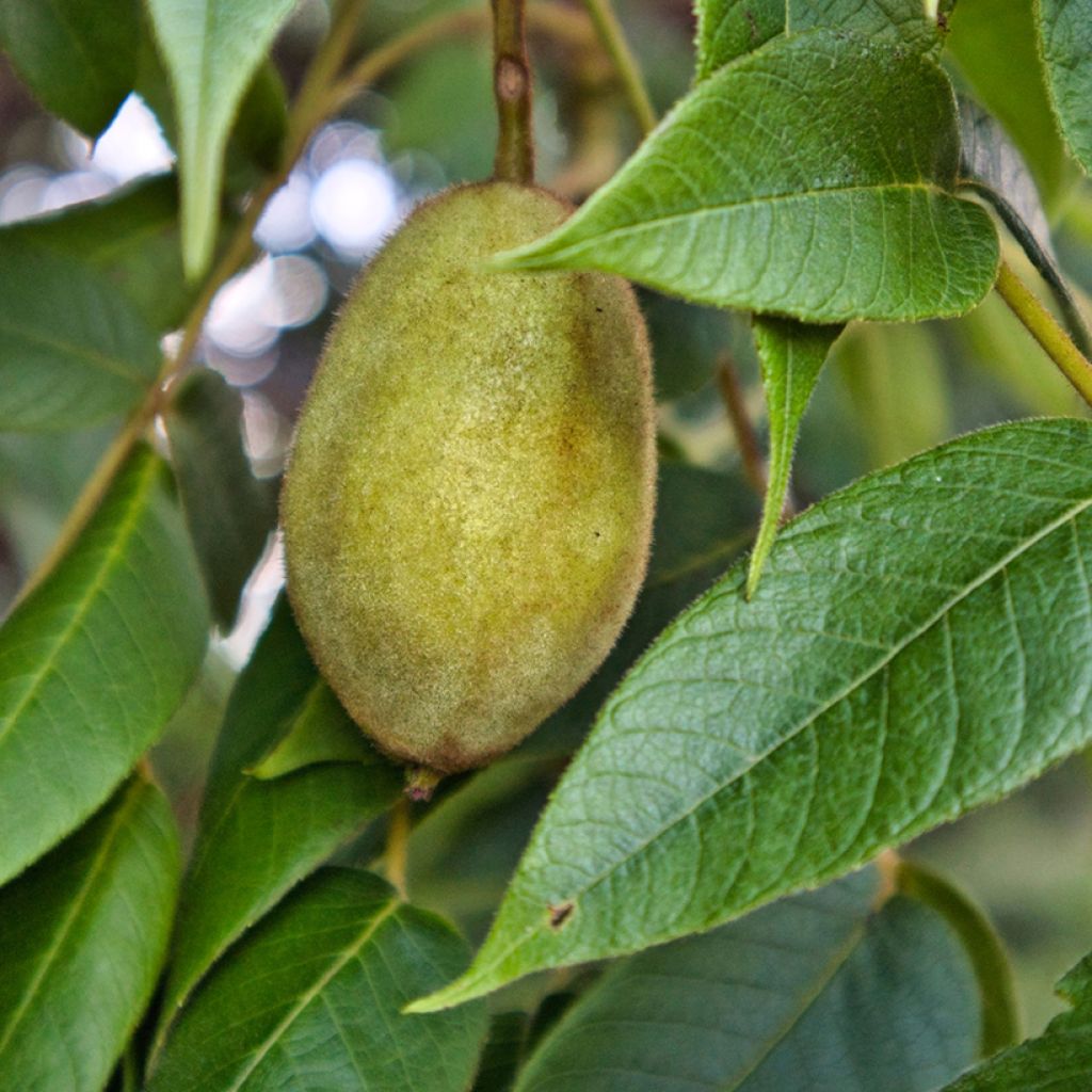 Nogueira-cinzenta - Juglans cinerea