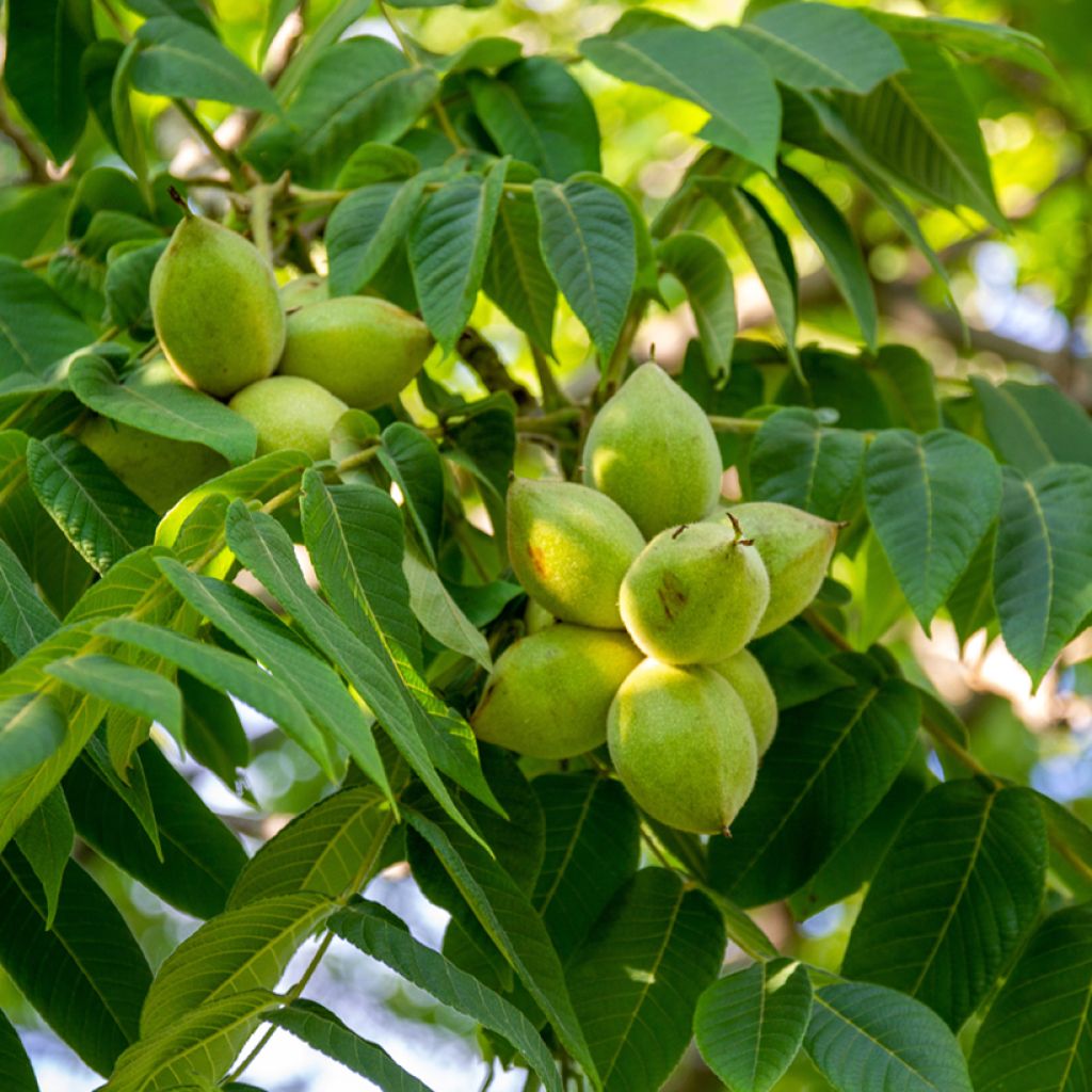Nogueira-cinzenta - Juglans cinerea