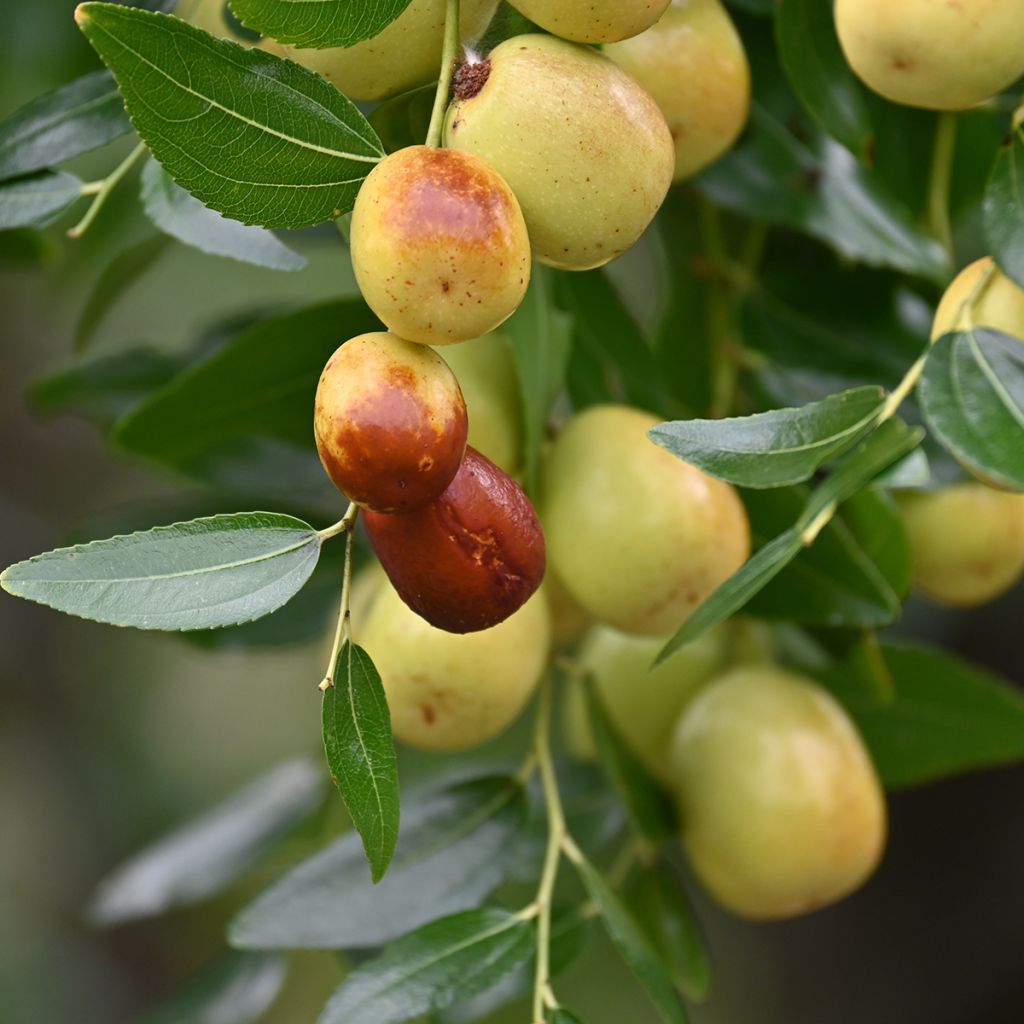 Jujubeira Meimizao - Ziziphus jujuba
