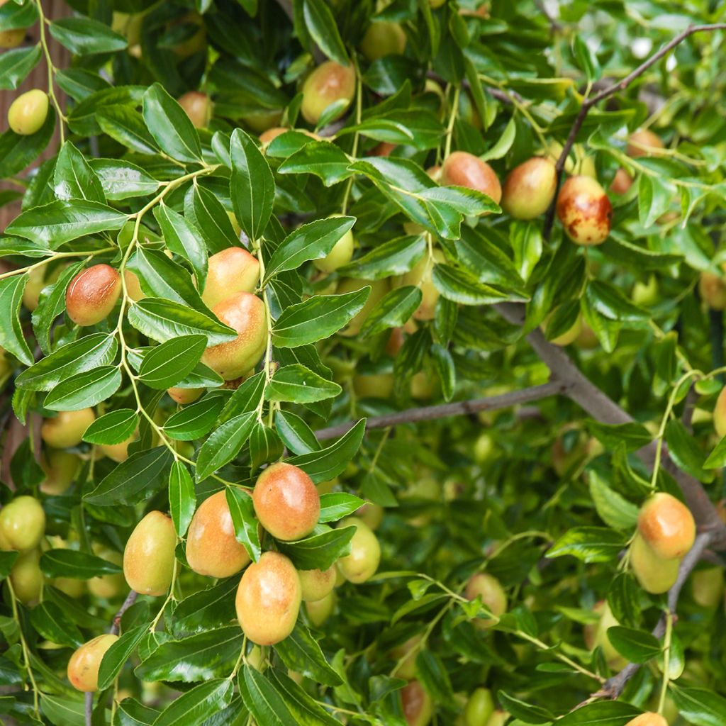 Jujubeira Meimizao - Ziziphus jujuba