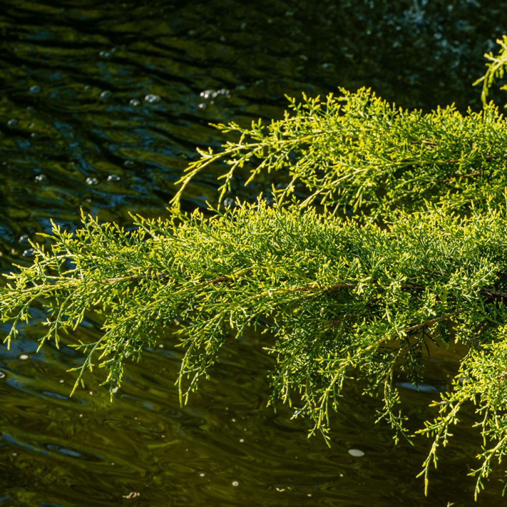 Juniperus media Pfitzeriana Aurea