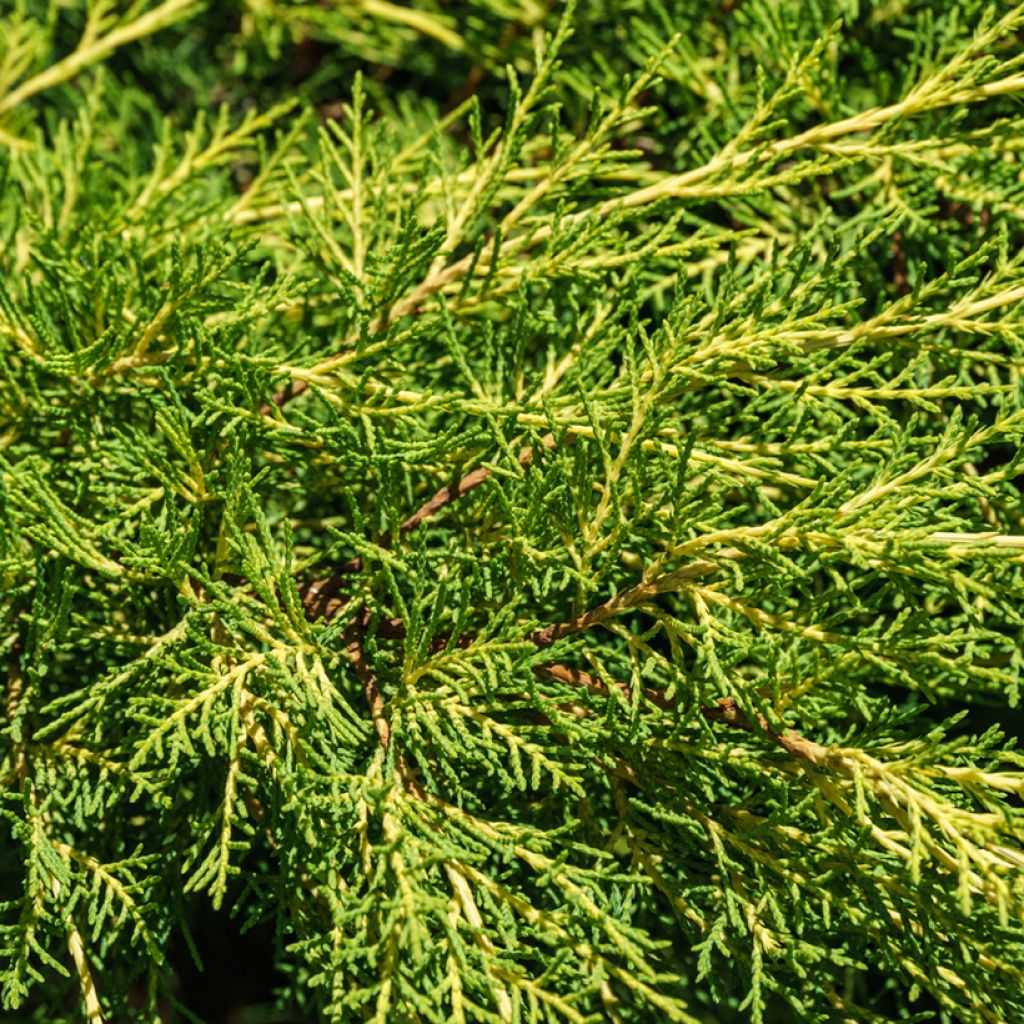 Juniperus media Pfitzeriana Aurea