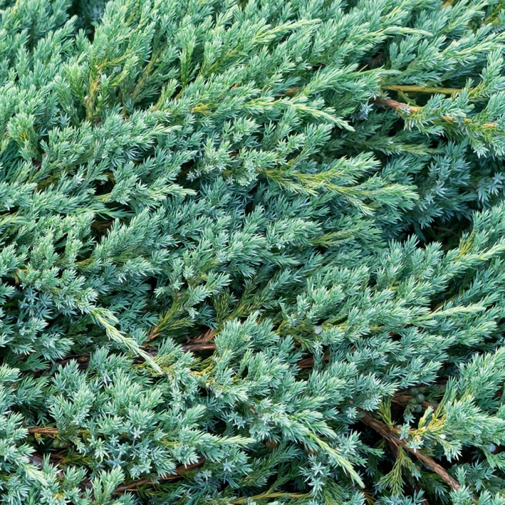 Juniperus squamata Blue Carpet