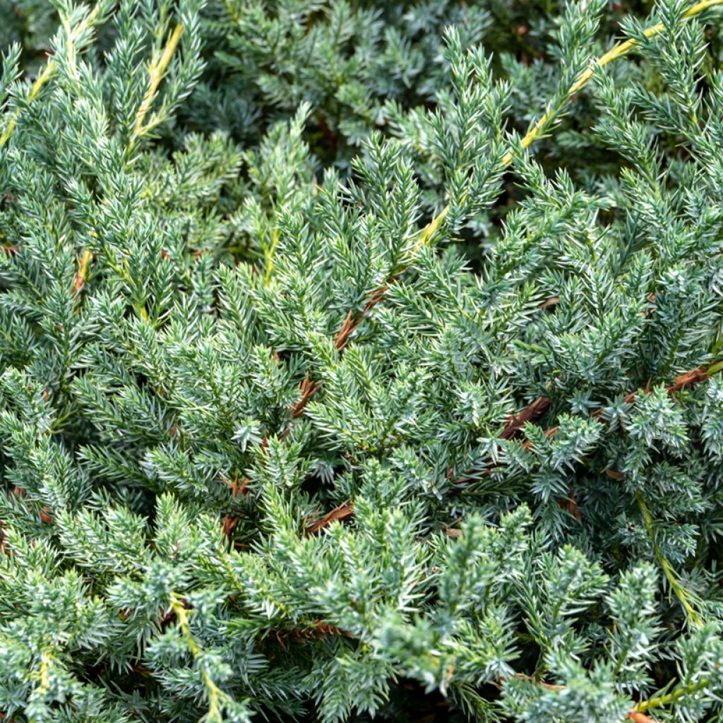 Juniperus squamata Blue Carpet