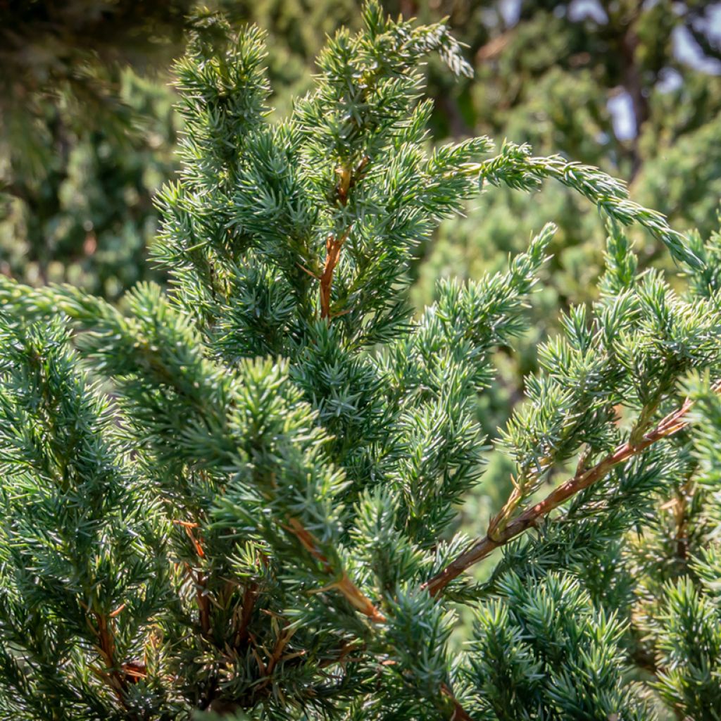 Juniperus squamata Blue Carpet