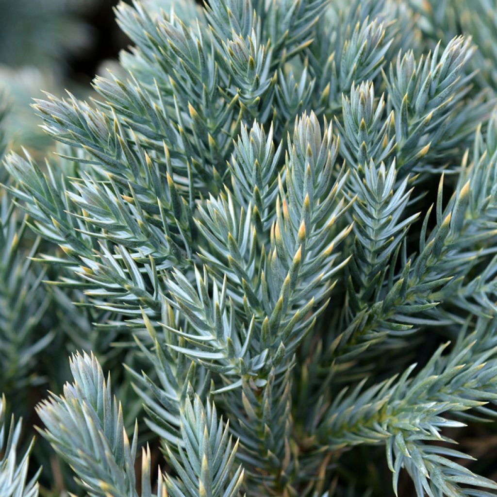 Juniperus squamata Blue Star