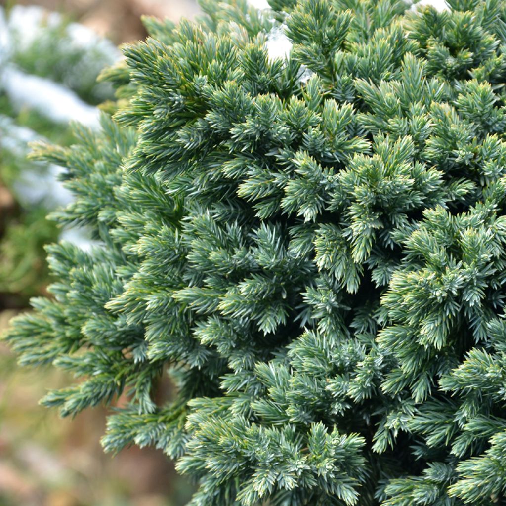 Juniperus squamata Blue Star