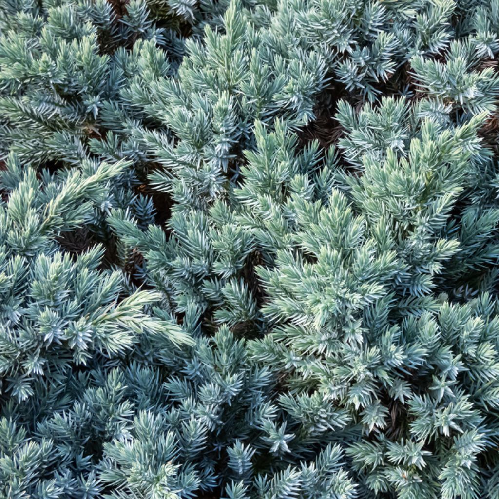 Juniperus squamata Blue Star