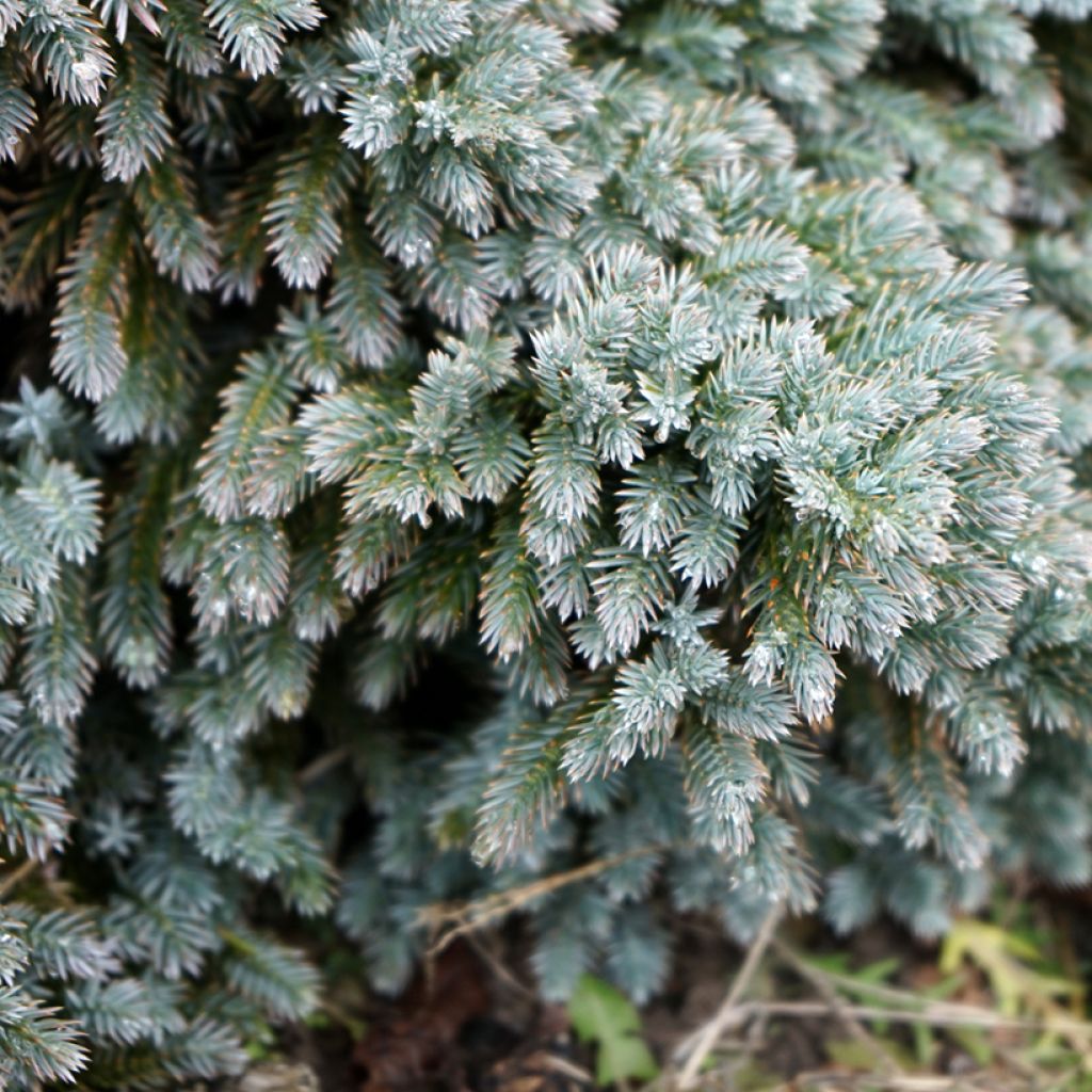 Juniperus squamata Blue Star