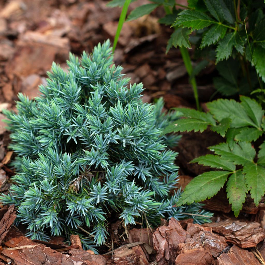 Juniperus squamata Blue Star