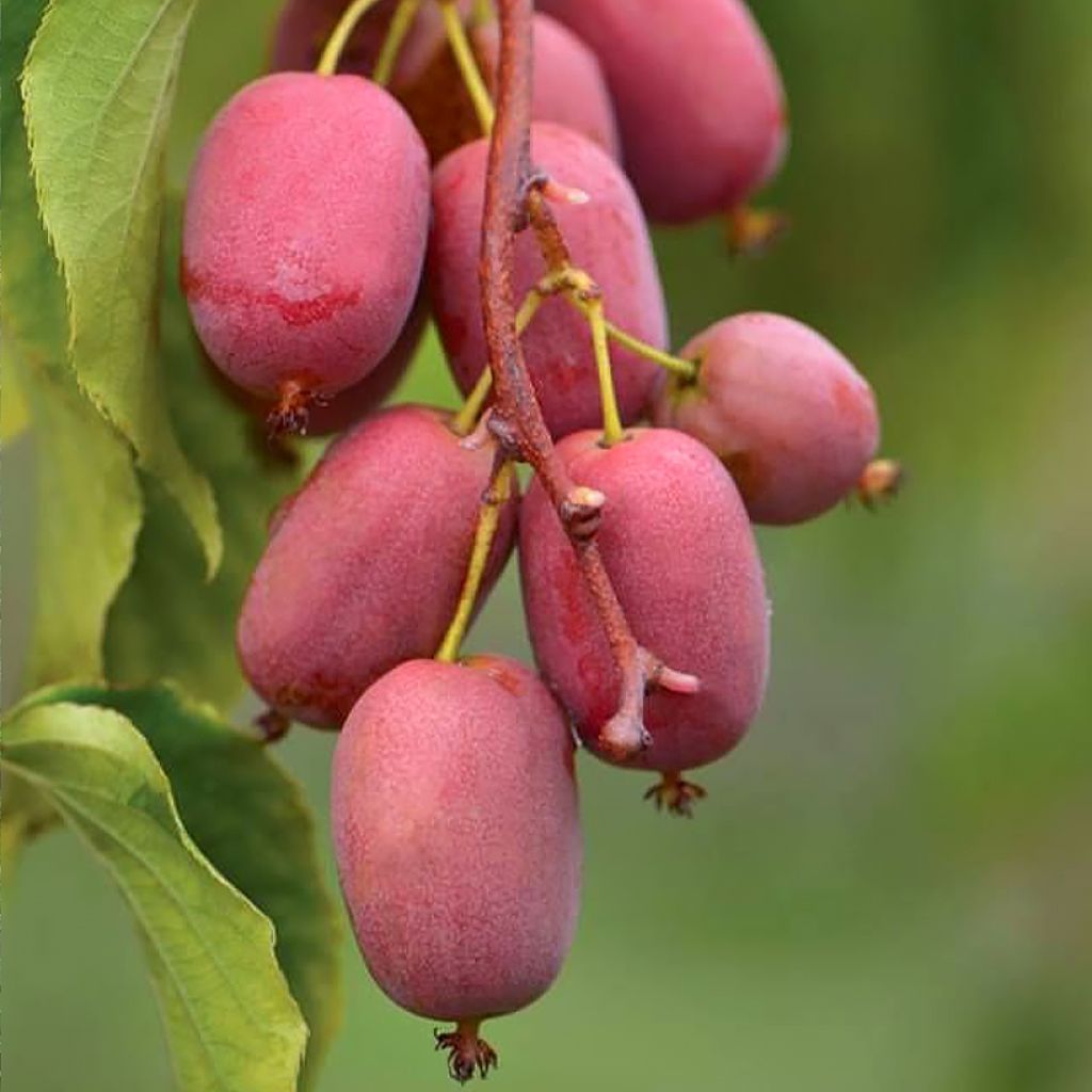 Kiwi Pink Jumbo  - Actinidia arguta