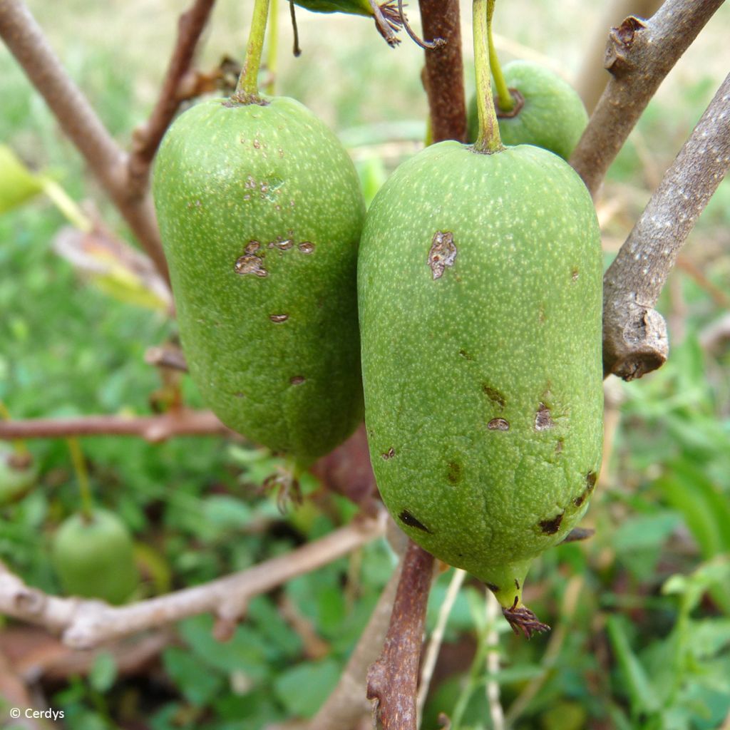 Kiwi Super Issai autofértil - Actinidia arguta