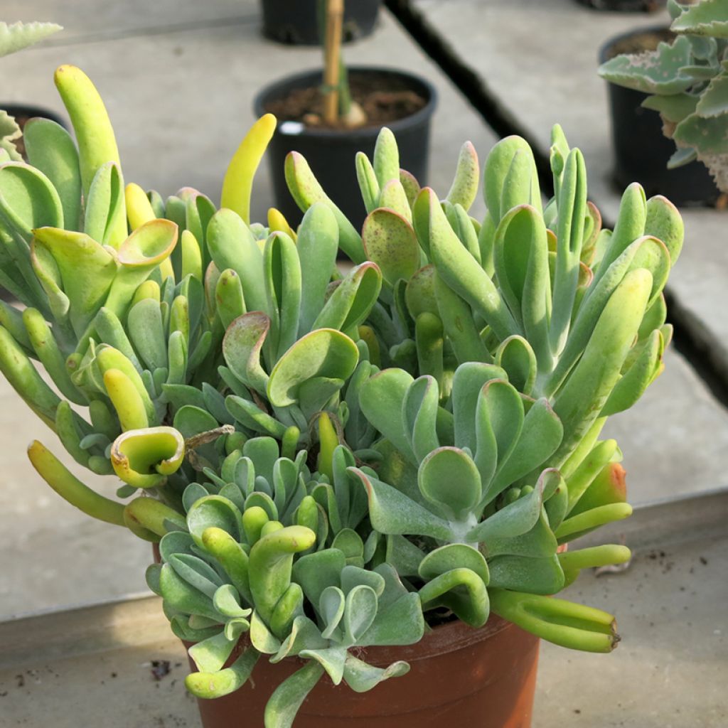 Kalanchoe luciae Oricula