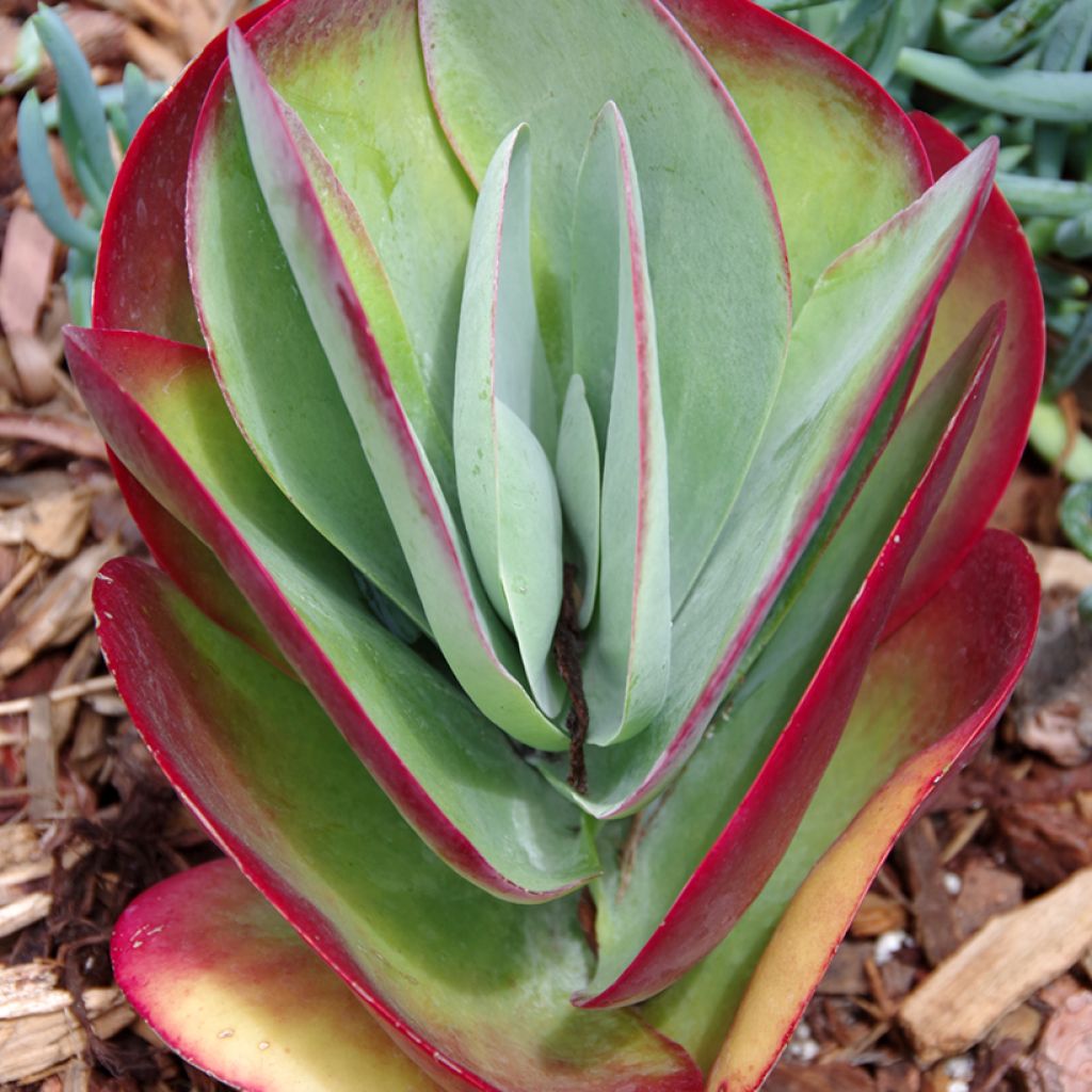 Kalanchoe thyrsiflora