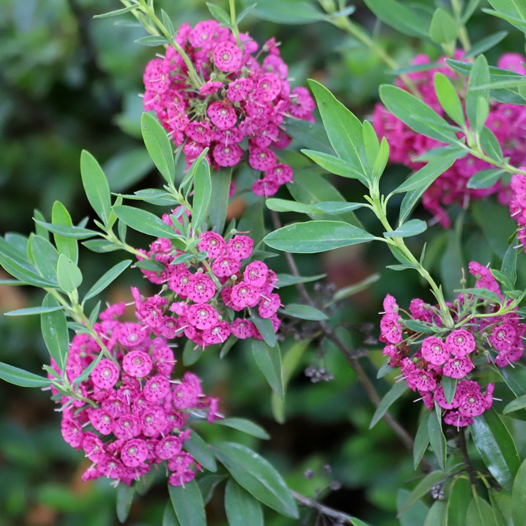 Kalmia angustifolia Rubra