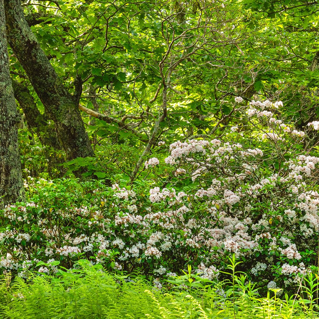 Kalmia latifolia