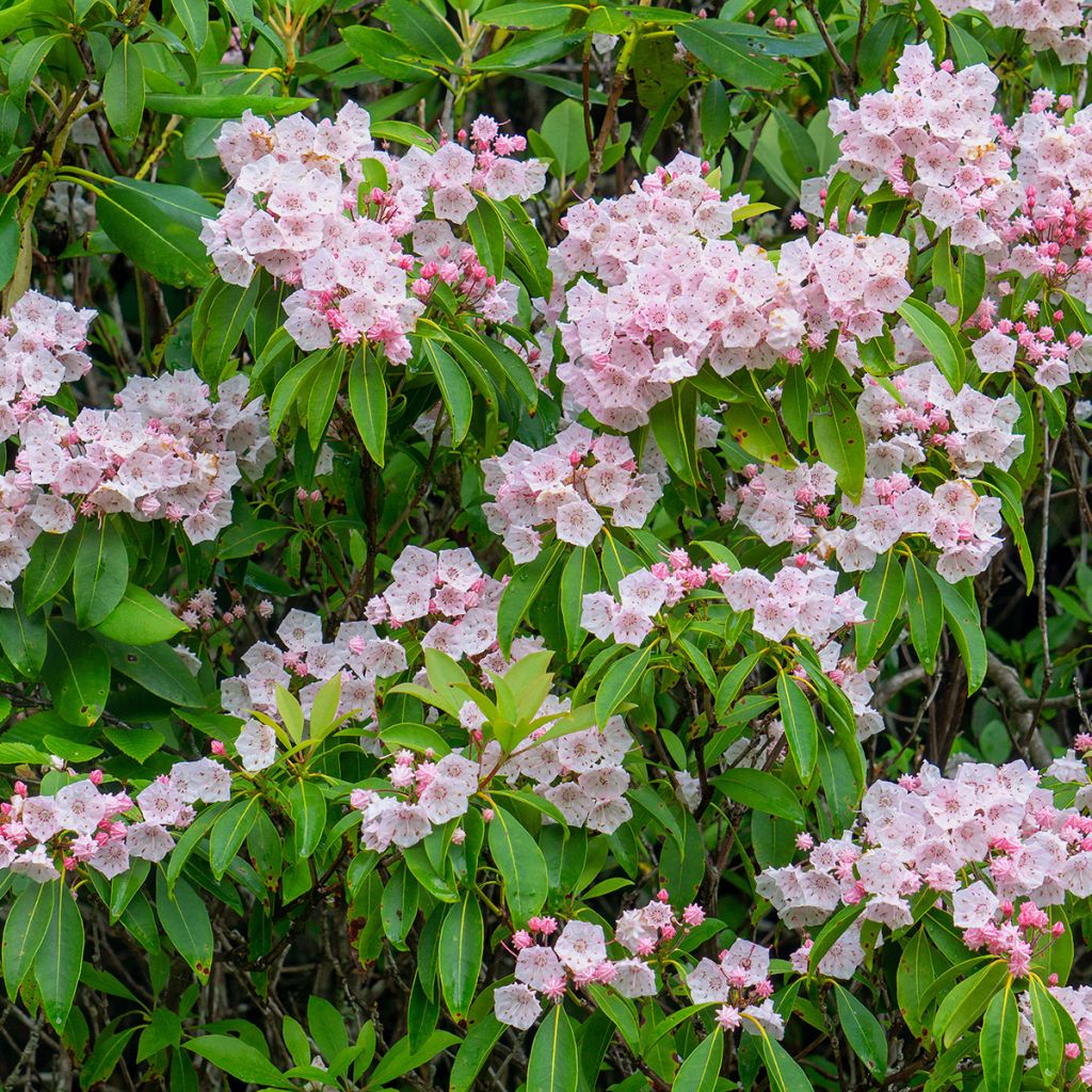 Kalmia latifolia