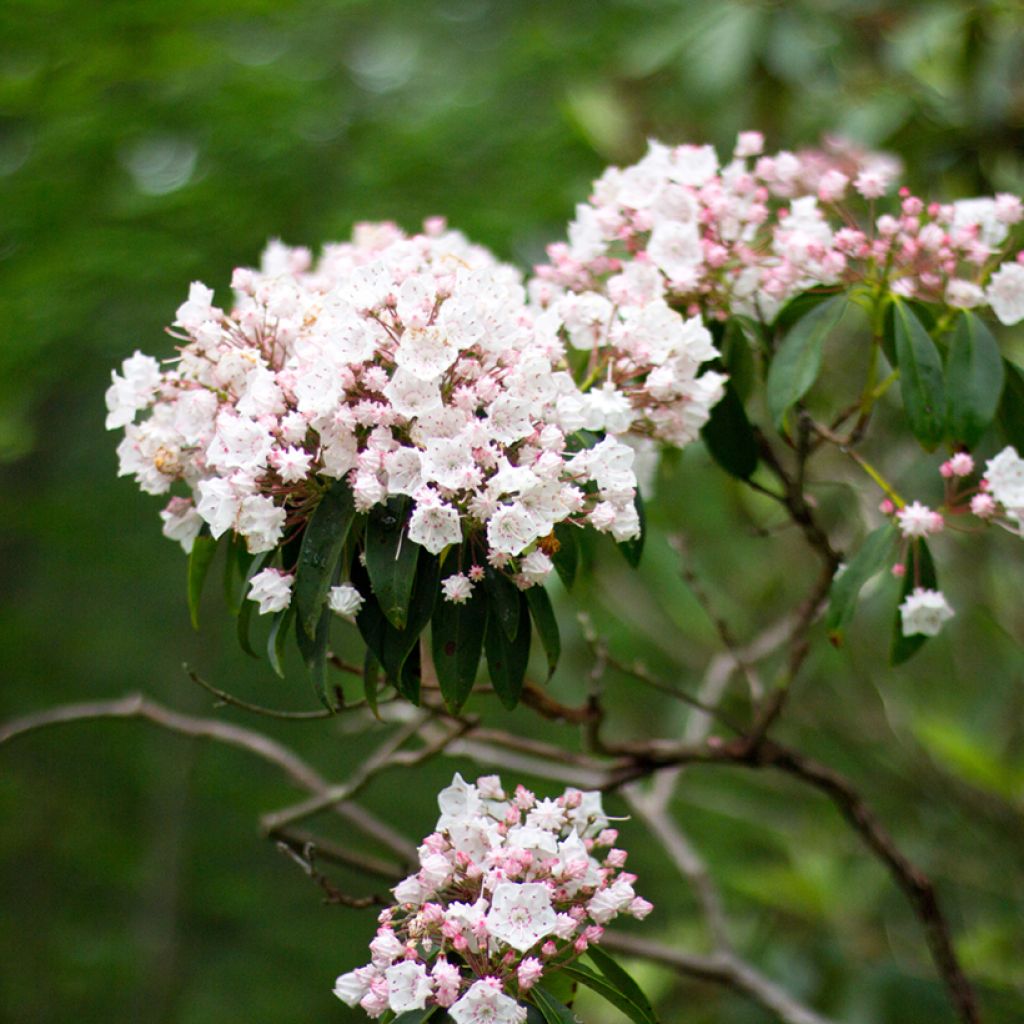 Kalmia latifolia