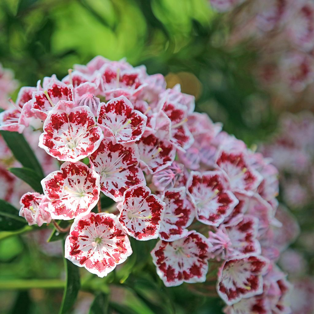 Kalmia latifolia Minuet