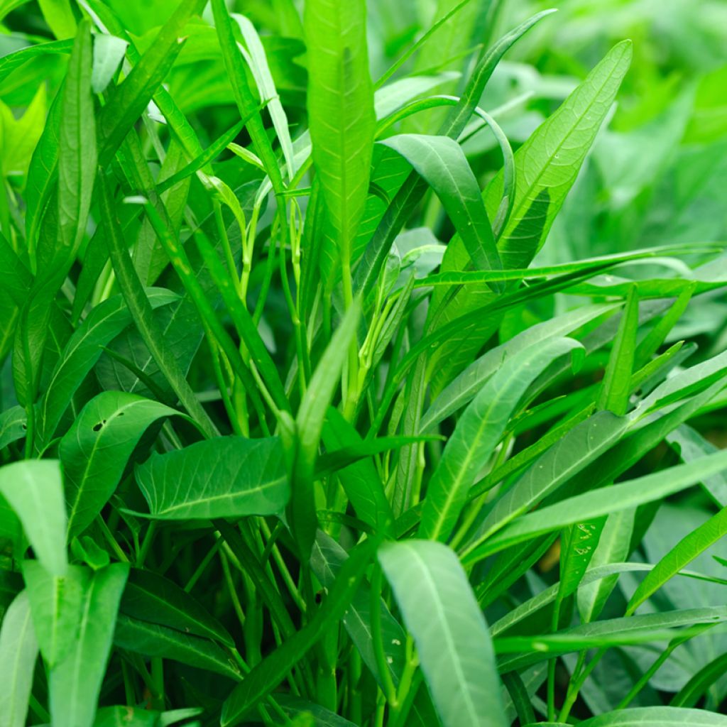 Espinafre-d'água Ferme de Sainte Marthe