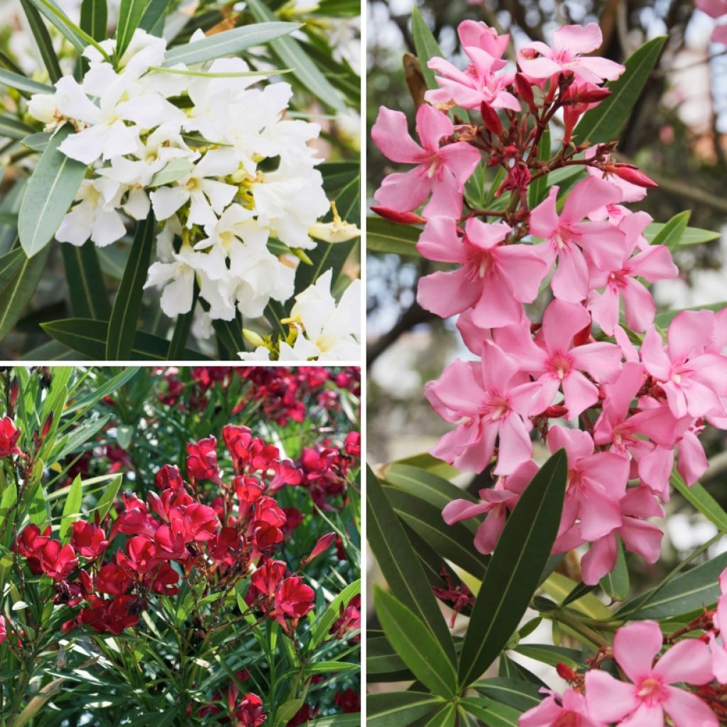 Kit de Sebe de Oleandros 5m