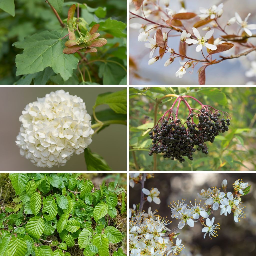 Kit Sebe Campestre Eco 2