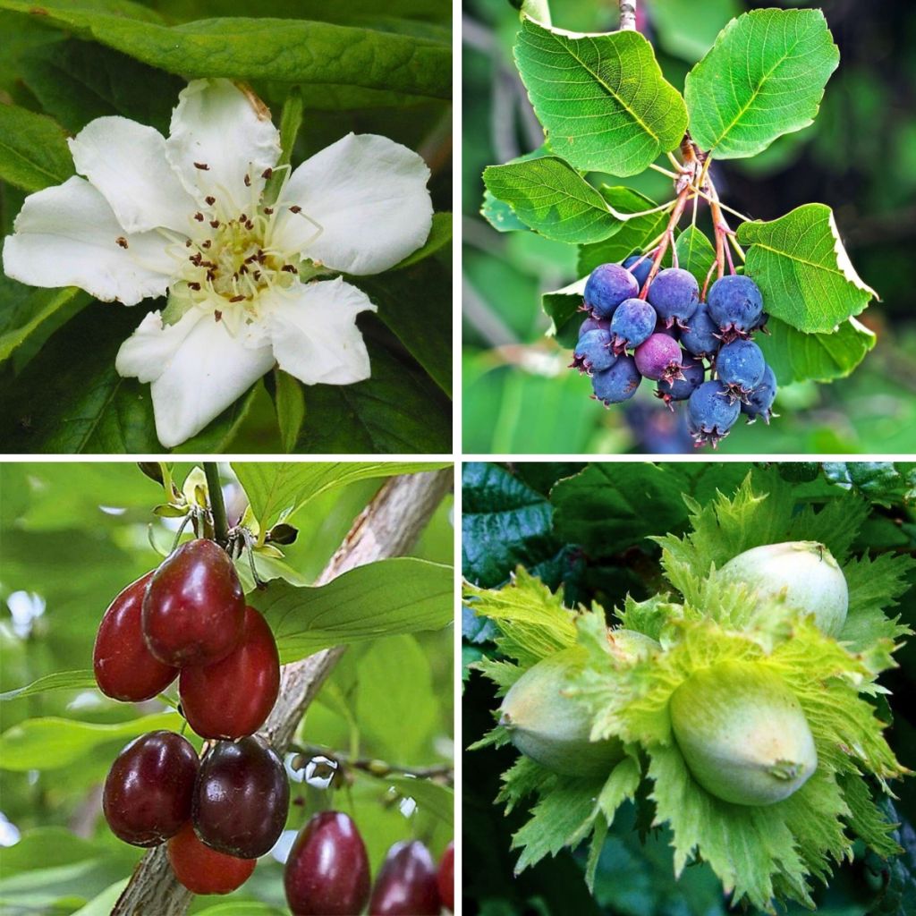 Kit de Sebe Comestível Alta - Comprimento 8/12m