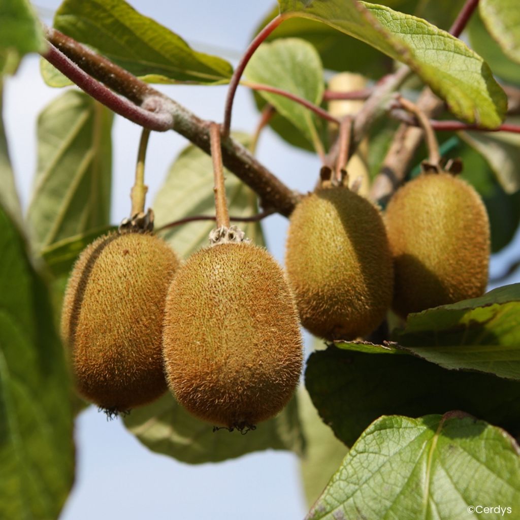 Kiwi Koryoku fêmea - Actinidia deliciosa