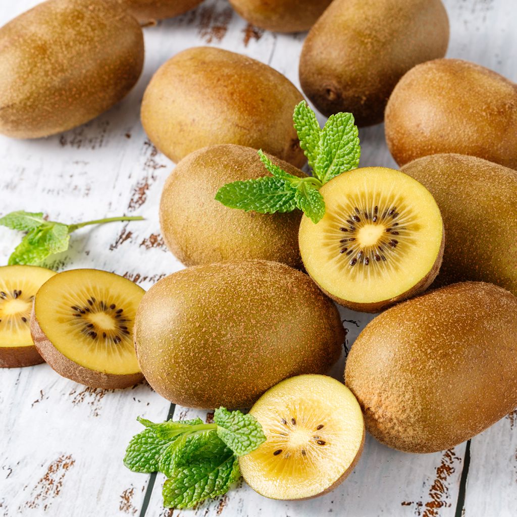 Kiwi amarelo Morning Star fêmea - Actinidia deliciosa