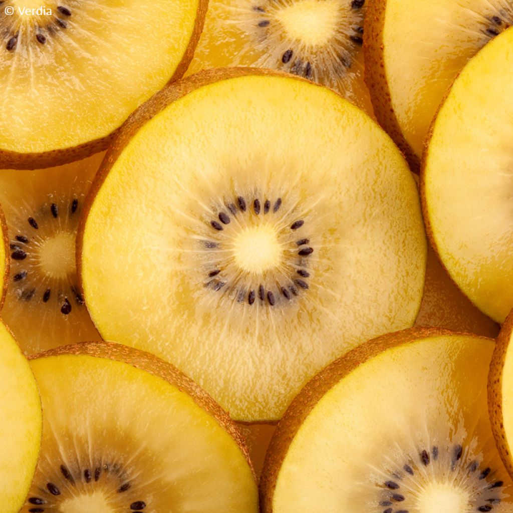 Kiwi amarelo KiwHappy fêmea - Actinidia deliciosa