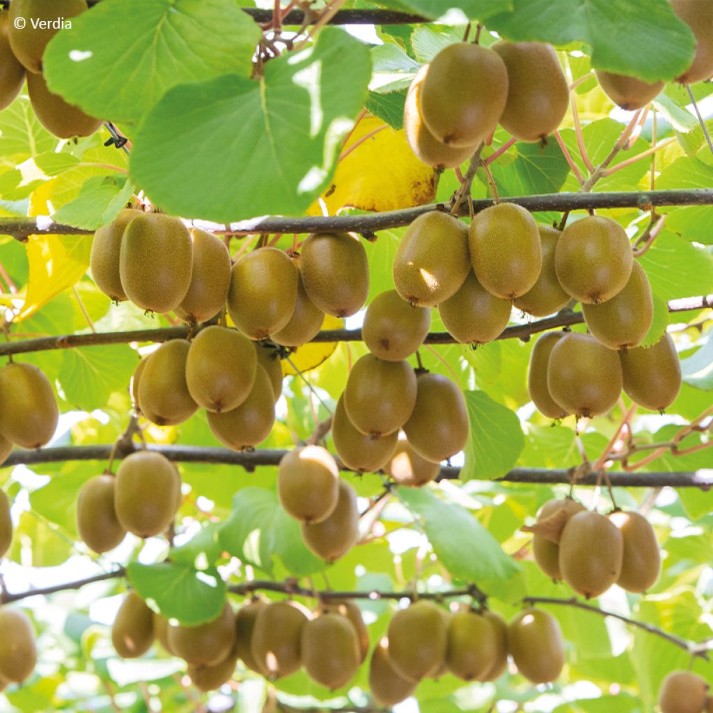 Kiwi amarelo KiwHappy fêmea - Actinidia deliciosa