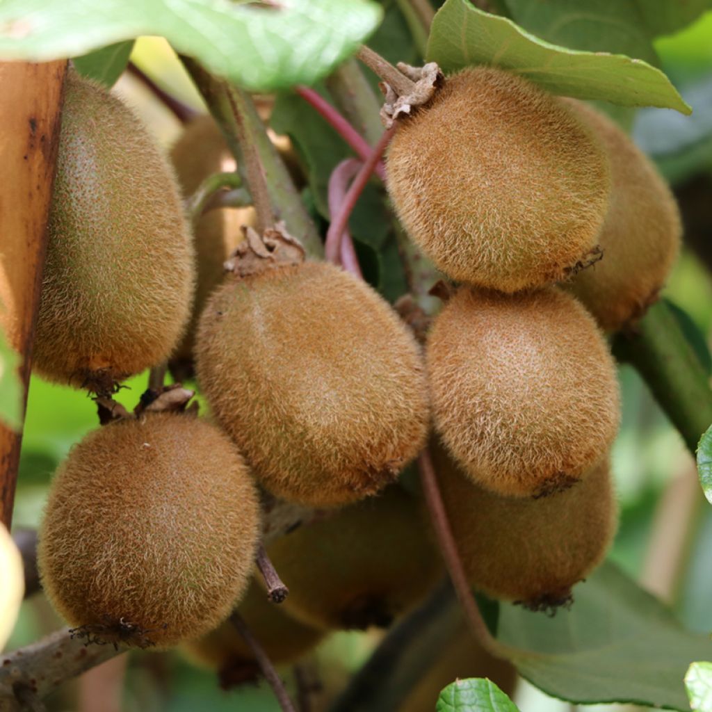 Kiwi Solissimo autofértil - Actinidia chinensis