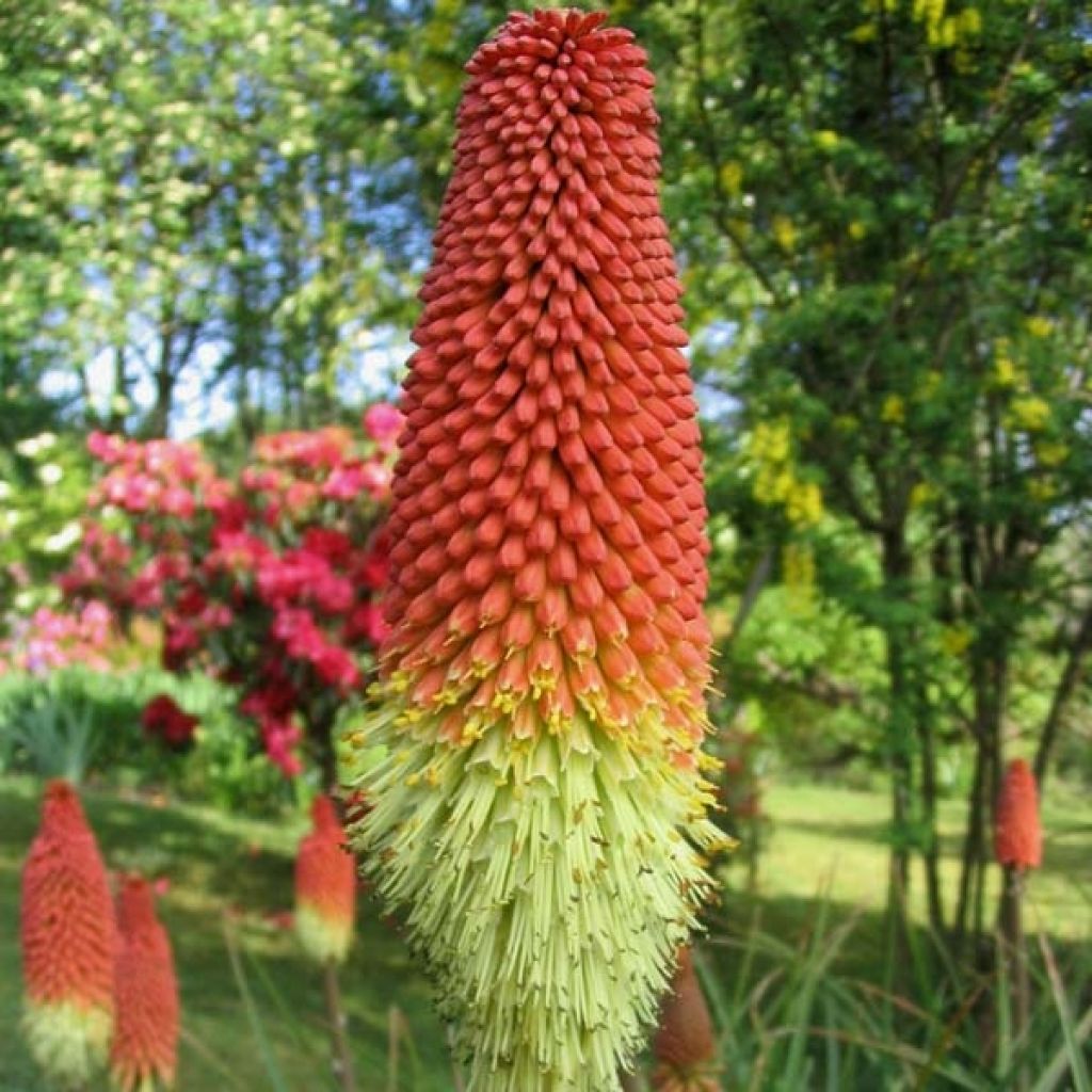 Tritoma - Kniphofia Royal Standard