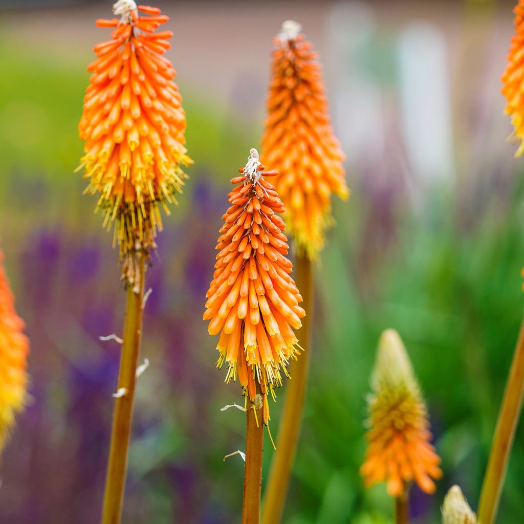 Kniphofia uvaria