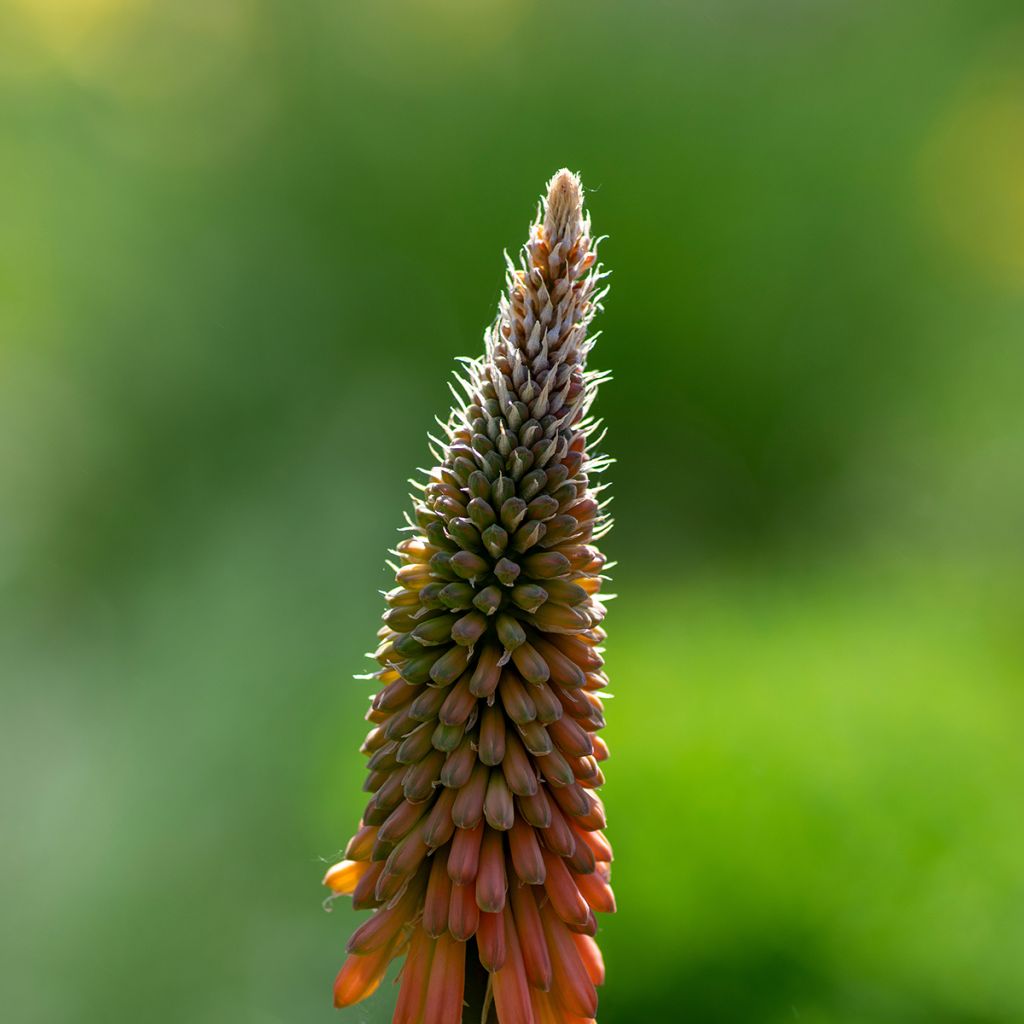 Kniphofia uvaria