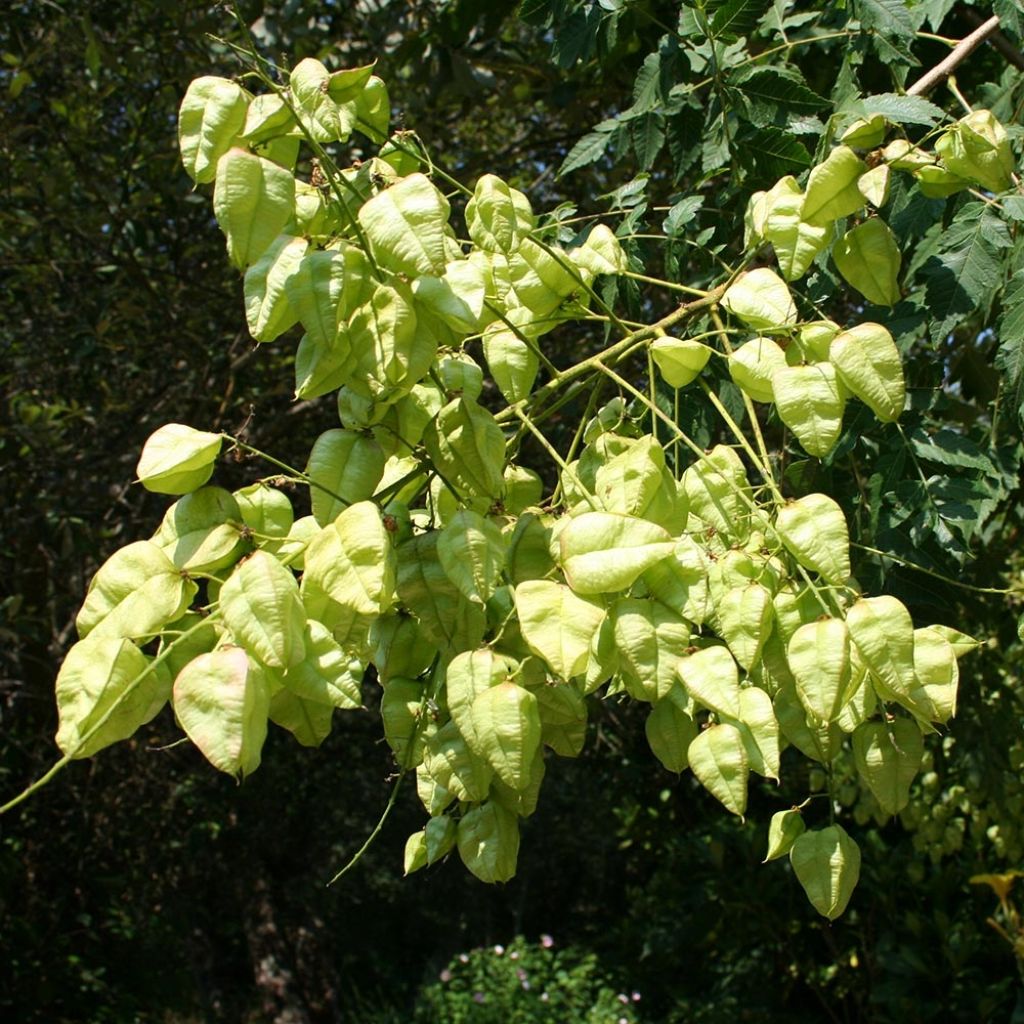 Koelreuteria paniculata