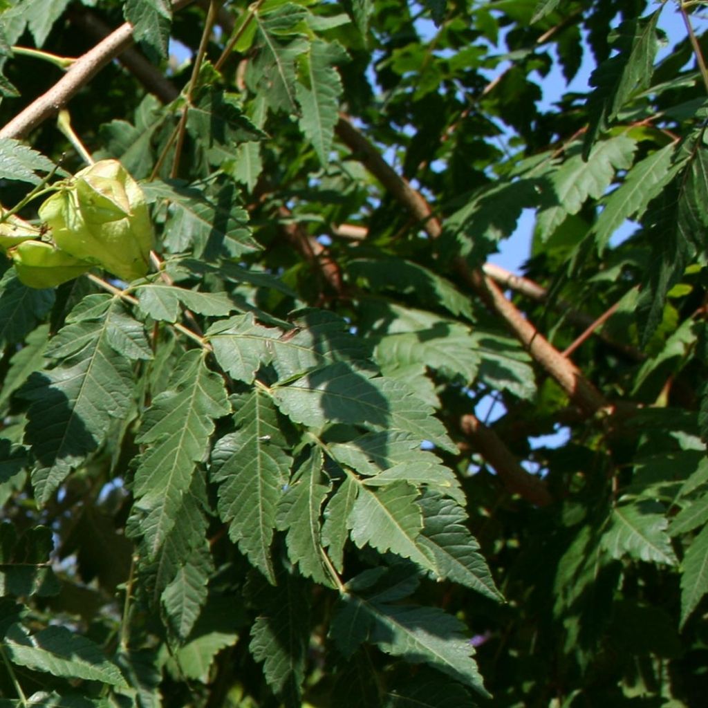 Koelreuteria paniculata