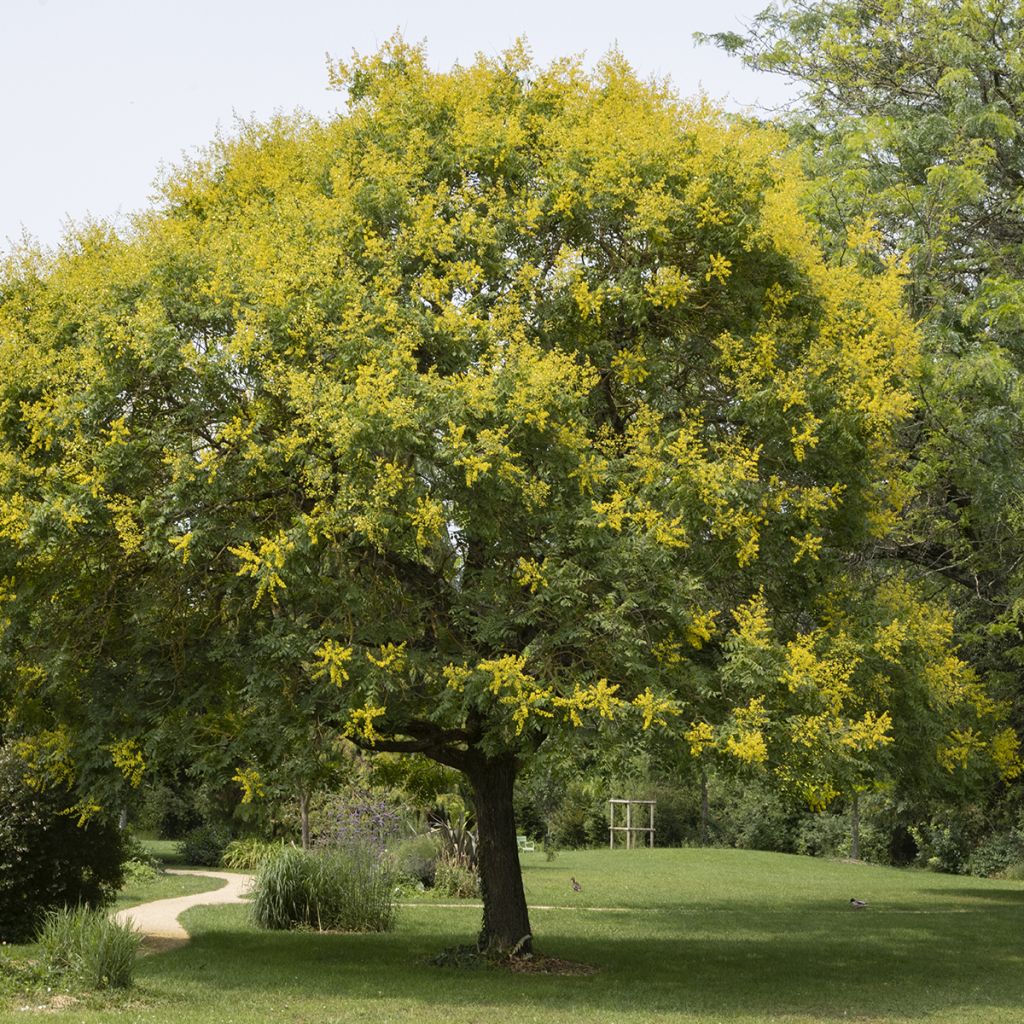Koelreuteria paniculata