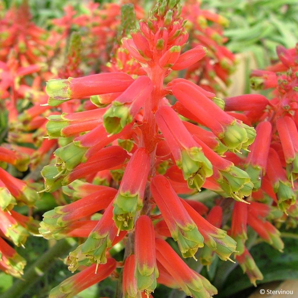 Lachenalia Rosabeth