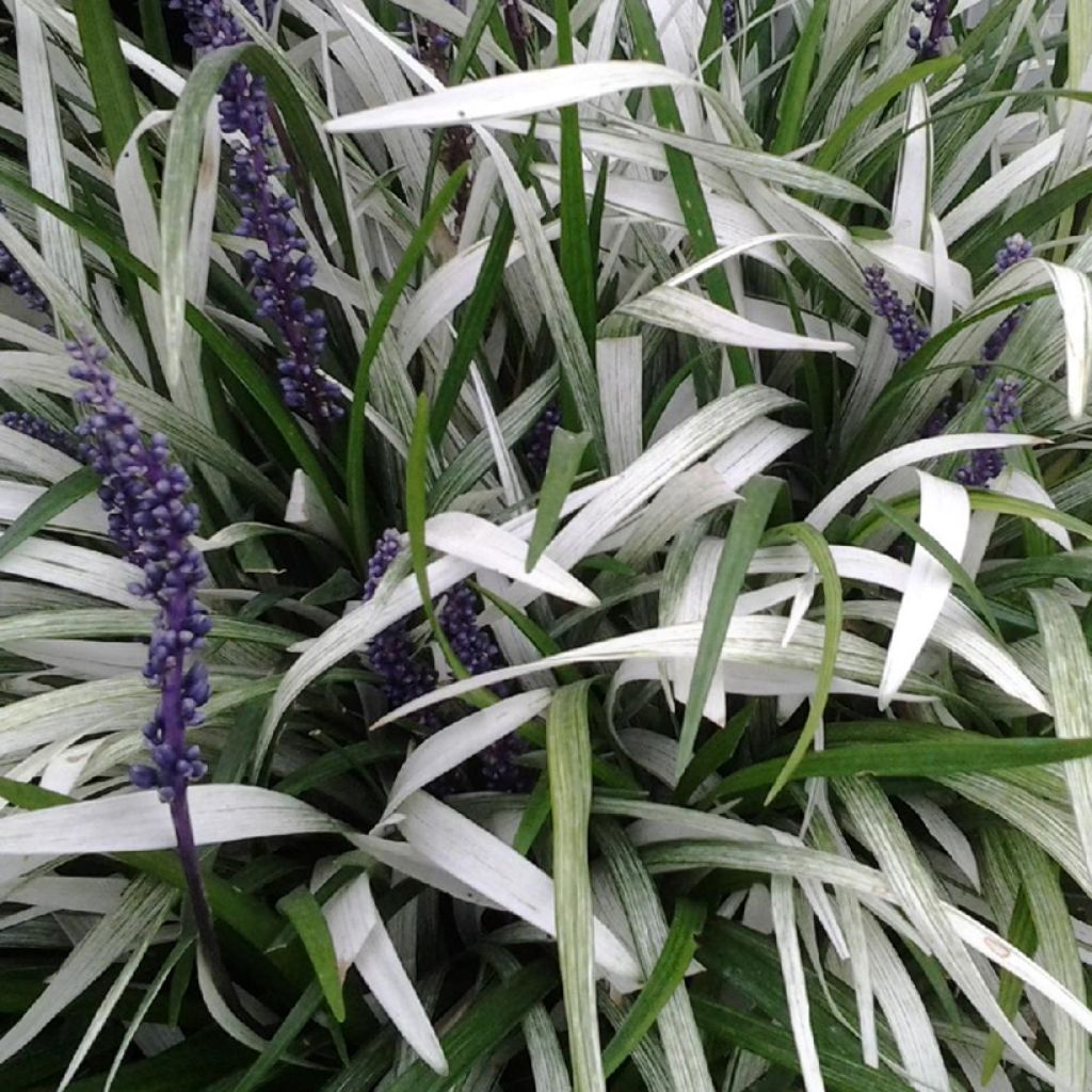 Líriope muscari Okina