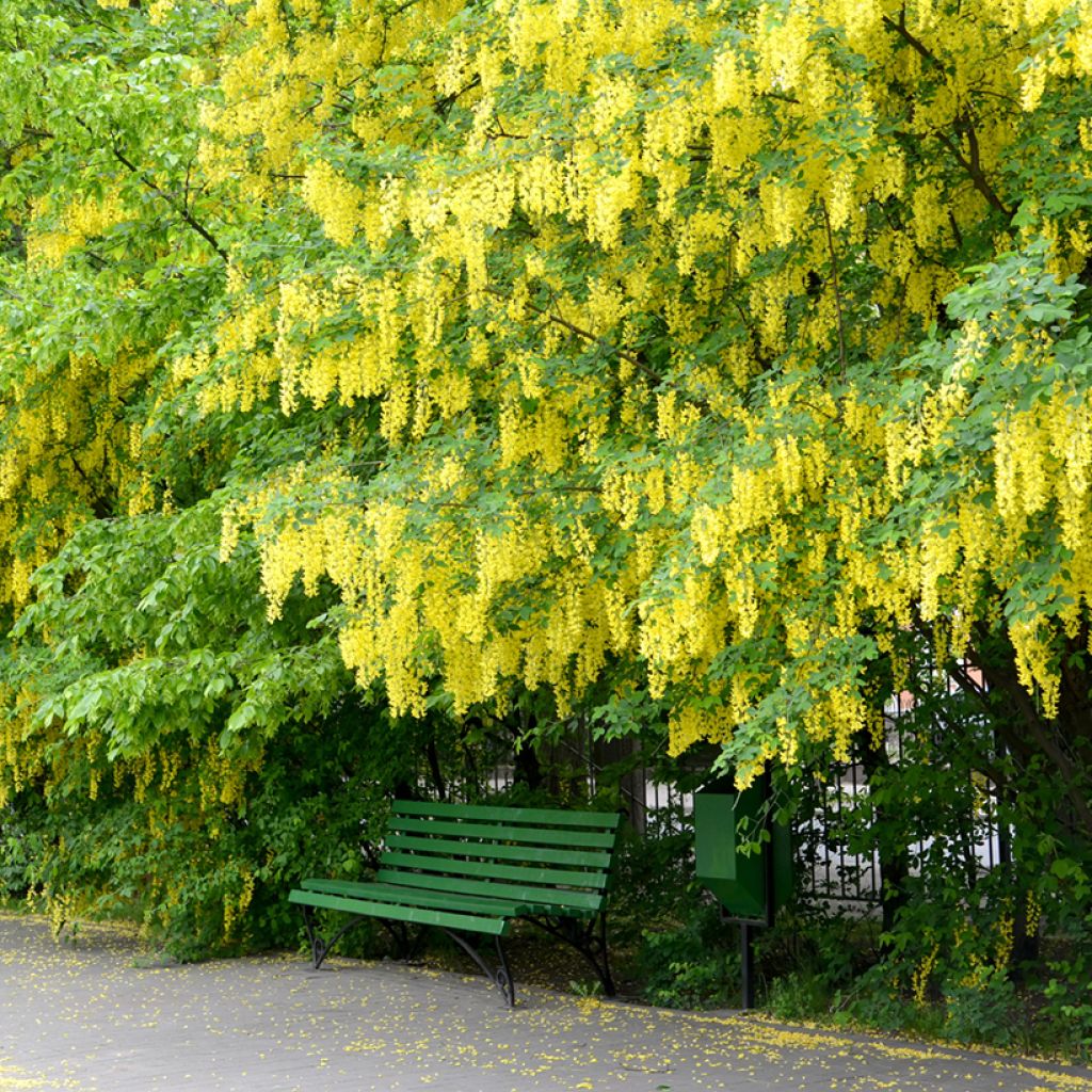 Laburnum anagyroides
