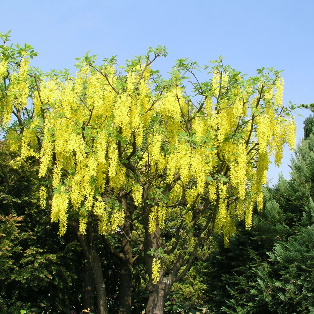 Laburnum watereri Vossii