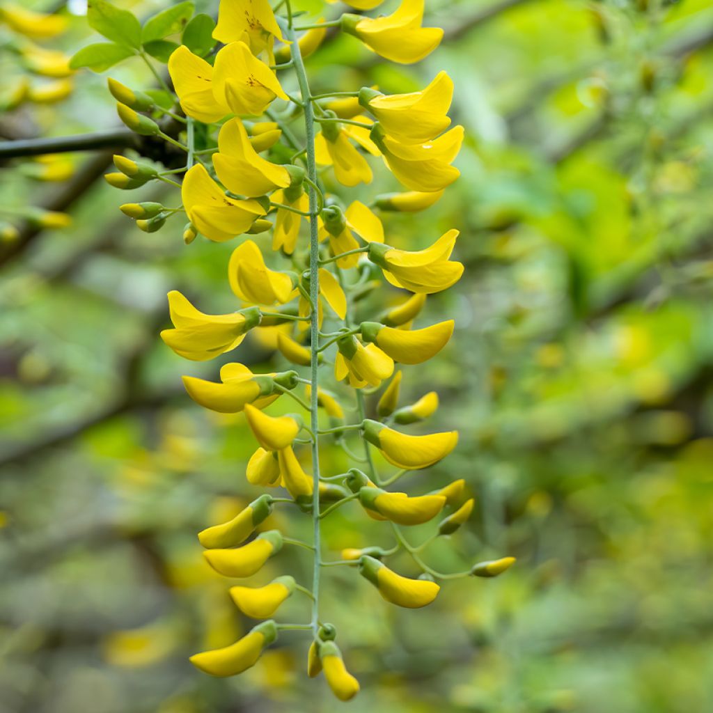 Laburnum watereri Vossii