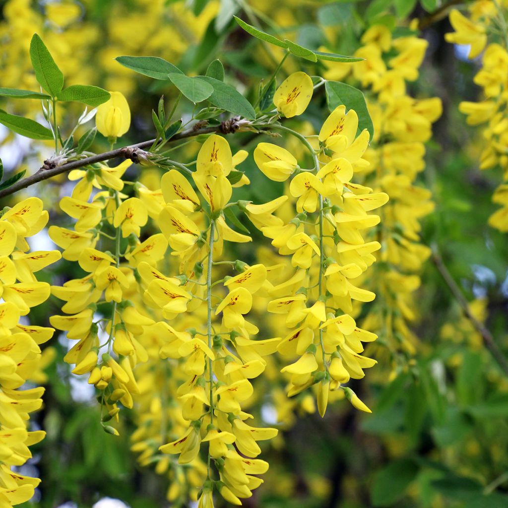 Laburnum anagyroides em sementes - Laburno