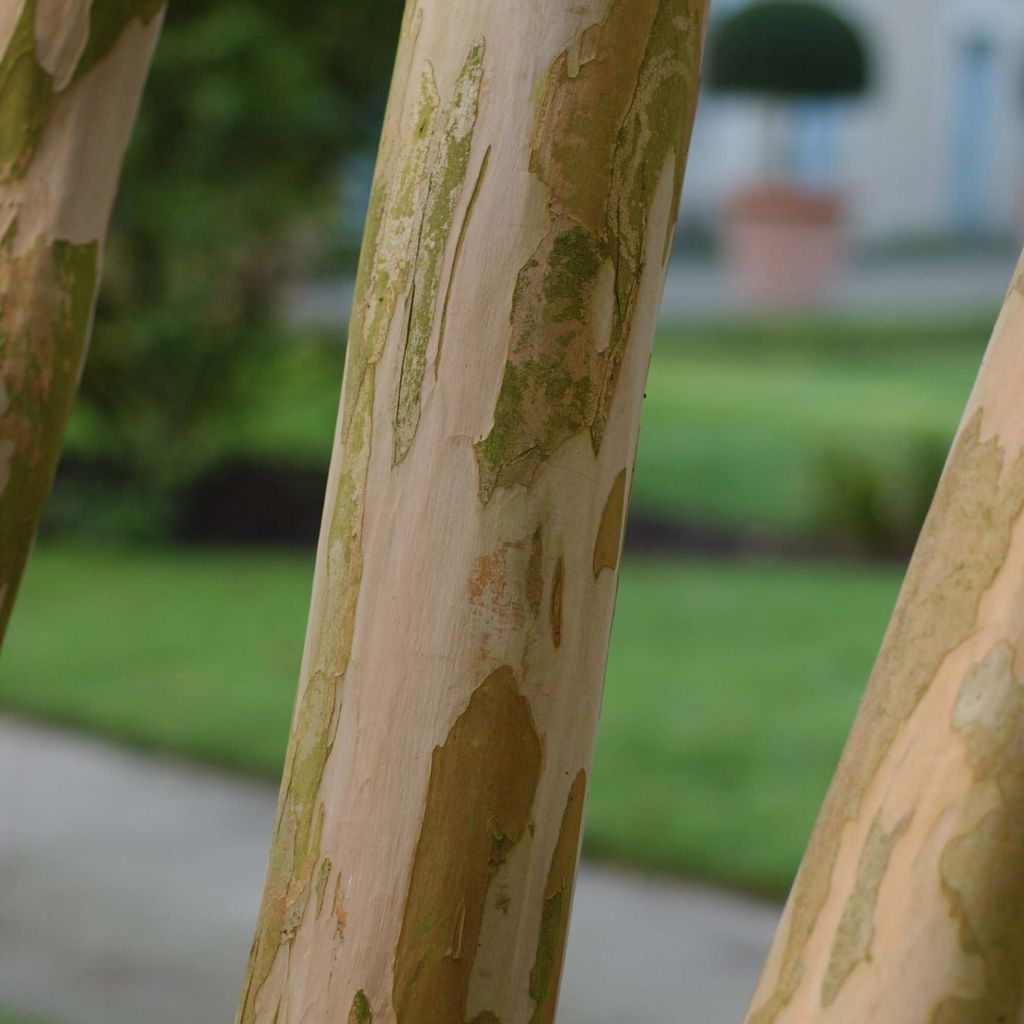 Árvore-de-júpiter Berlingot Menthe - Lagerstroemia indica