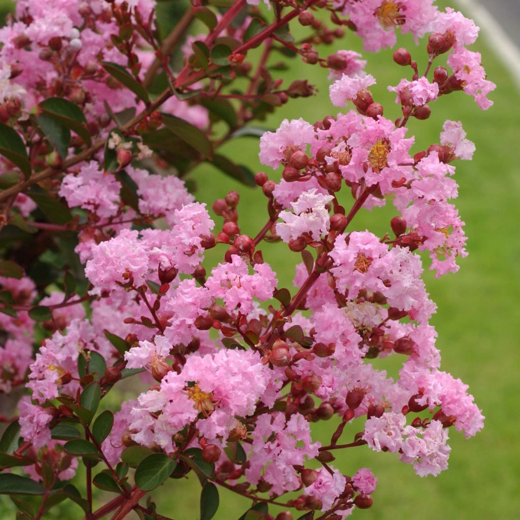 Árvore-de-júpiter Berlingot Menthe - Lagerstroemia indica