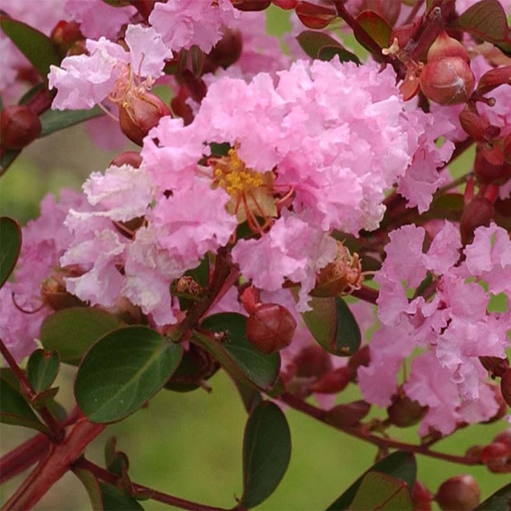 Árvore-de-júpiter Berlingot Menthe - Lagerstroemia indica